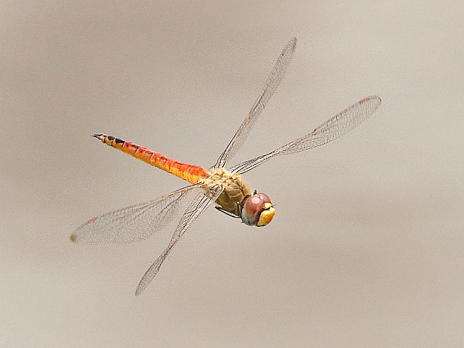 J17_1163 Pantala flavescens.jpg